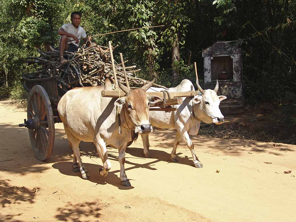 Ox cart