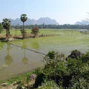 Rice fields