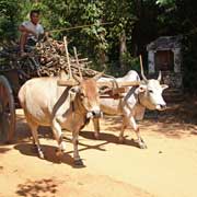 Ox cart