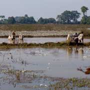 Plowing with oxen