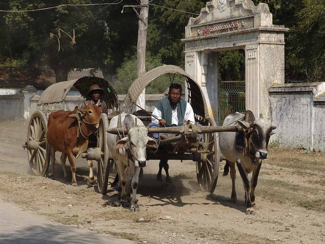 Ox carts in Mingun