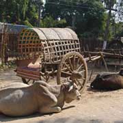 Oxen and cart