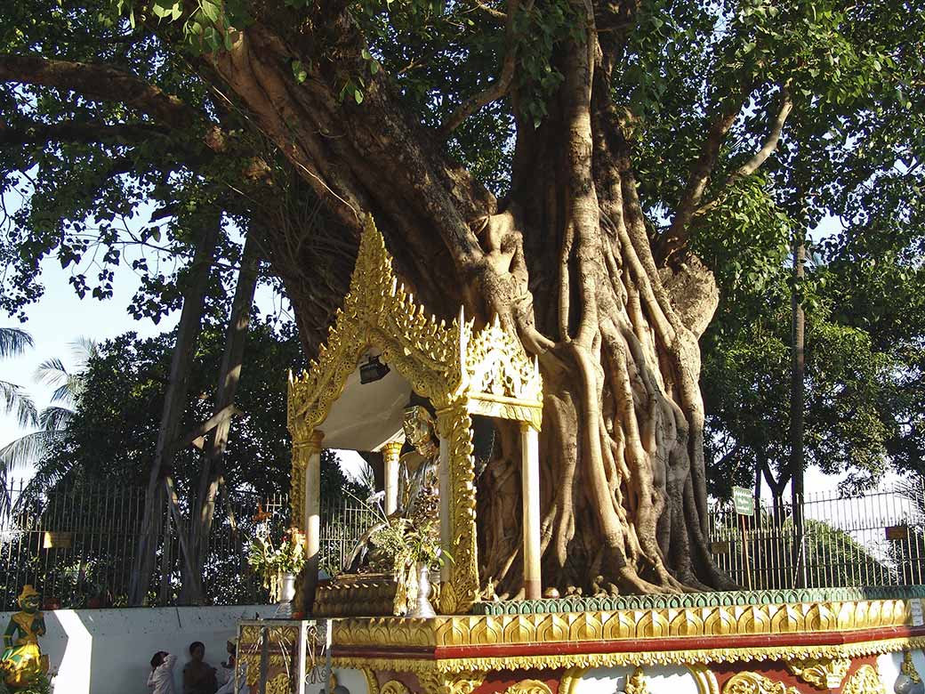 Sacred banyan tree