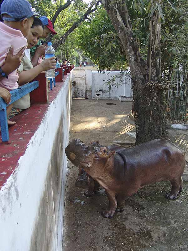 Hippo in the zoo