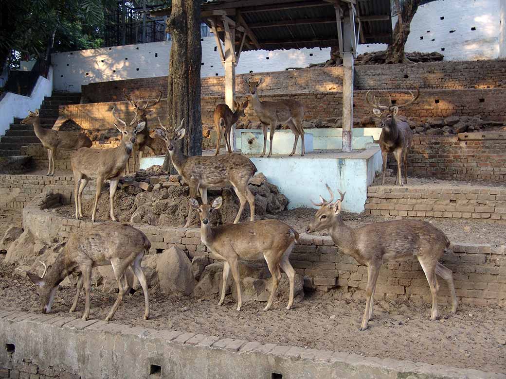 Deer, Yangon Zoo