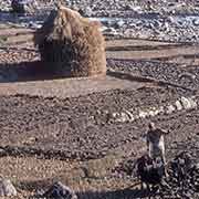 Farmer at work