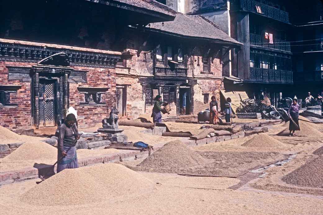 Women drying grain, Patan