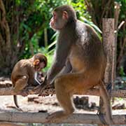 Macaque monkeys, Pashupatinath