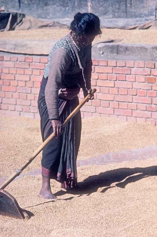 Woman raking grain