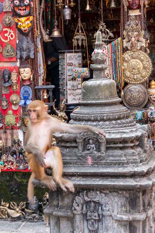 Monkey, Swayambunath