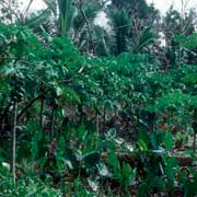 Plantation in Niue