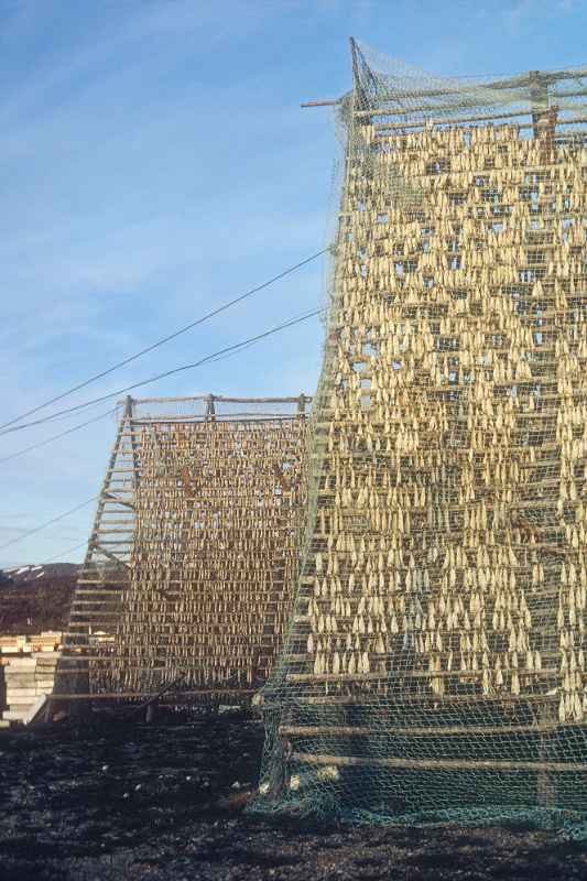 Drying stockfish