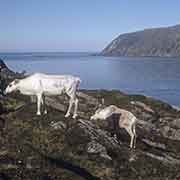 Reindeer near Skarsvåg