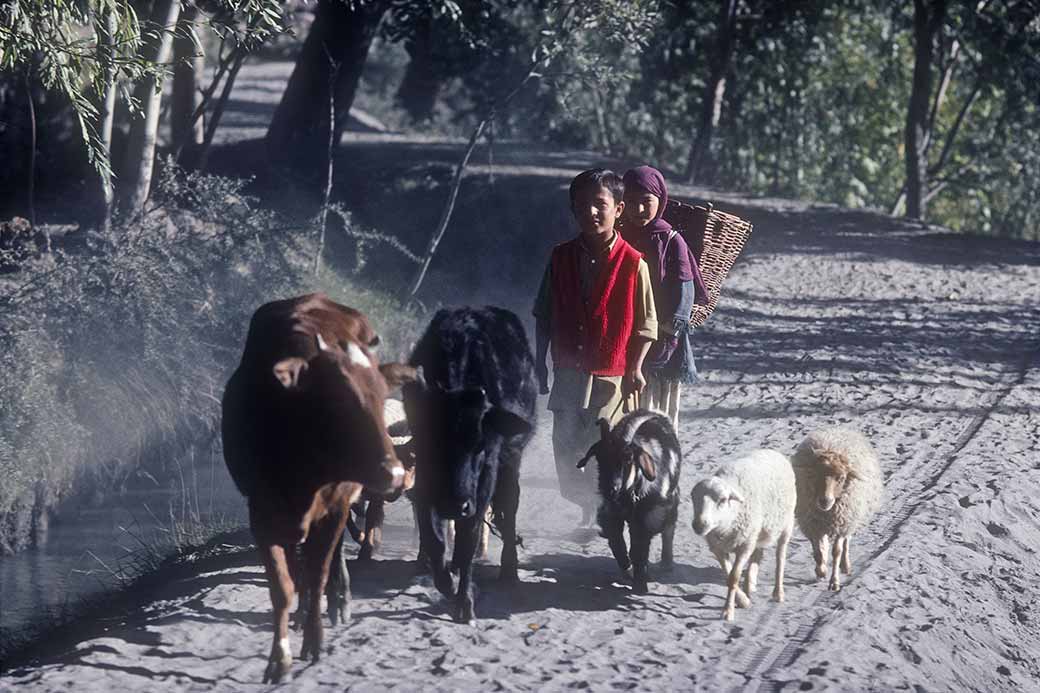 Children driving farm animals