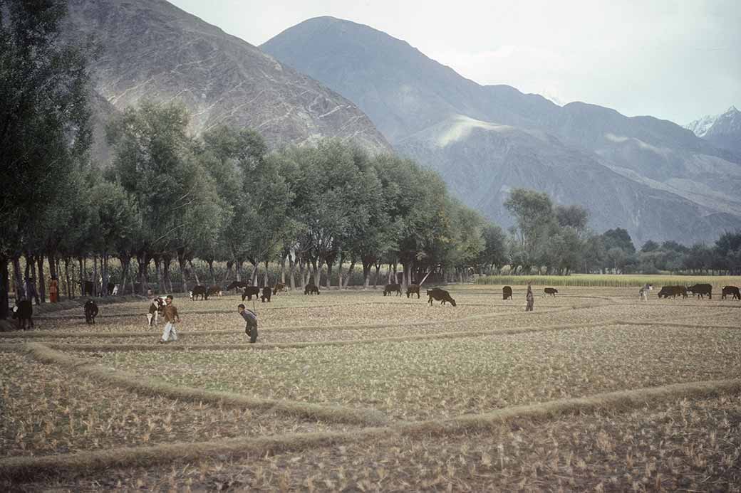 Farm field, Gilgit