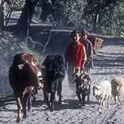 Children driving farm animals