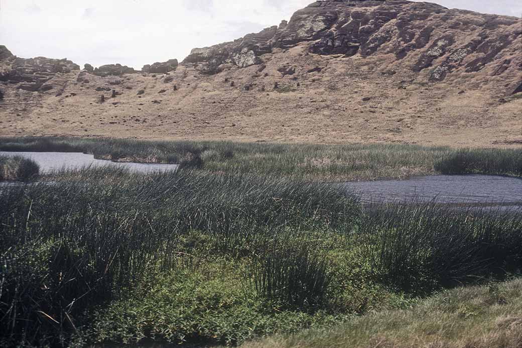 Nga'atu or totora reeds, Rano Raraku