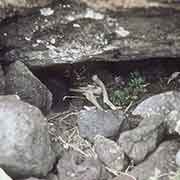 Bones in tomb, Ahu Akahanga