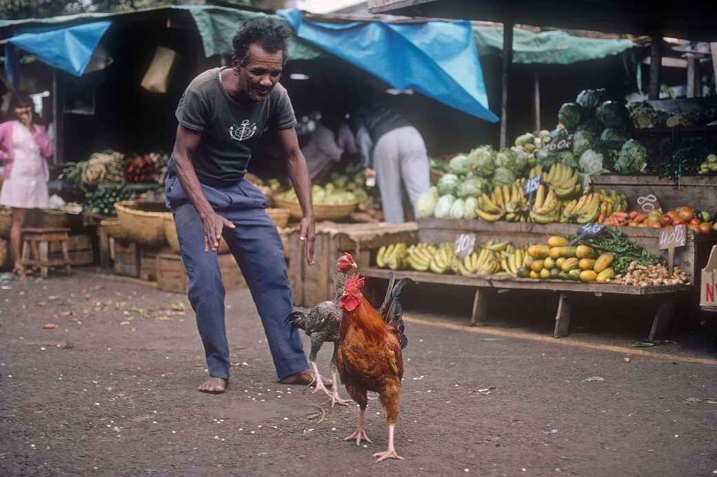 Starting cockfight, Saint-Denis