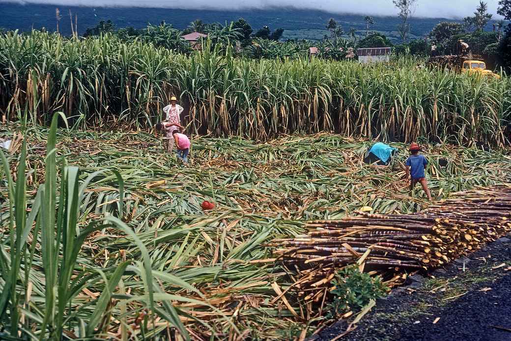 Harvesting sugar cane