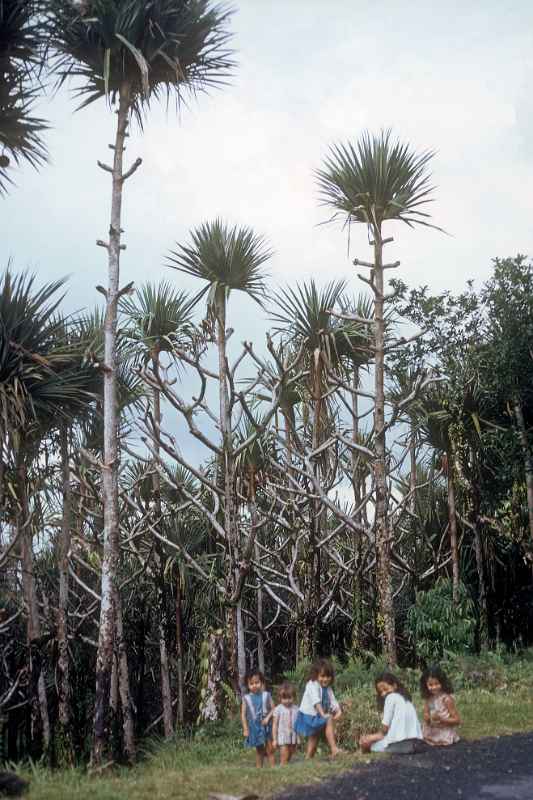 Palms at Bois Blanc