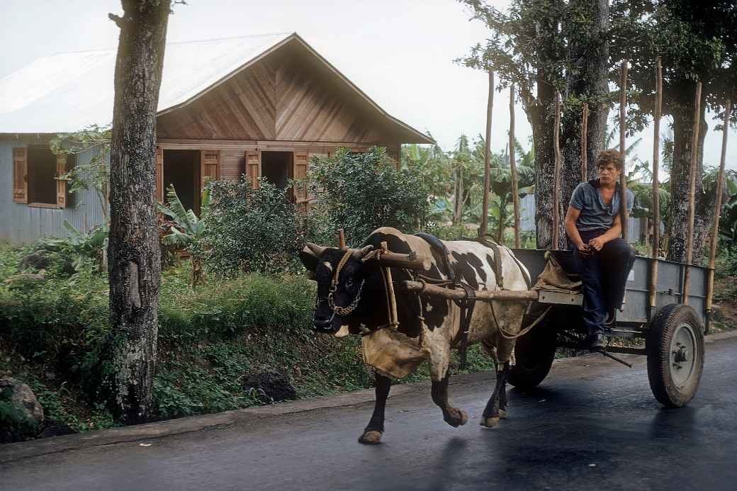 Cart along the road