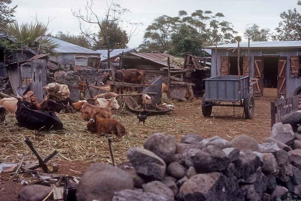 Farmyard with cattle, Saint-Louis