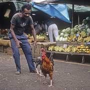 Starting cockfight, Saint-Denis