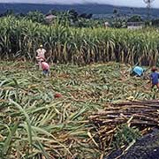 Harvesting sugar cane