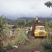 Loading sugar cane