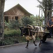 Cart along the road