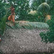 Palmleaves for the roof