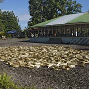 Pandanus leaves drying