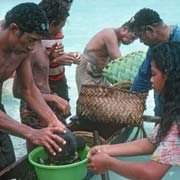 Distributing fish