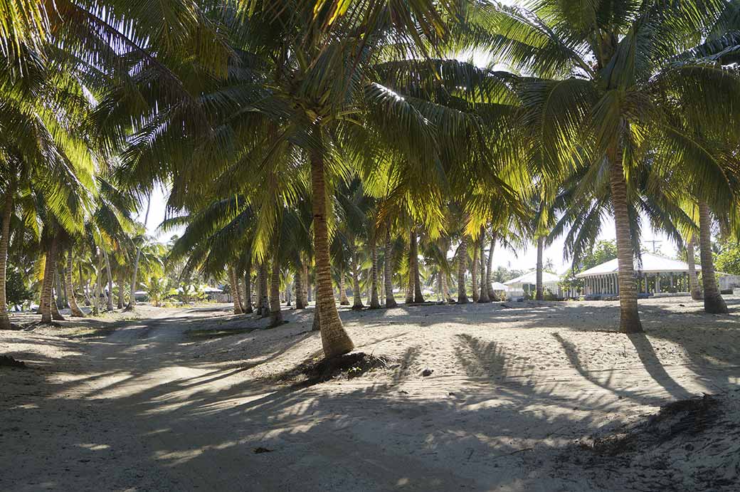 Under the palms