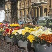 Flower market