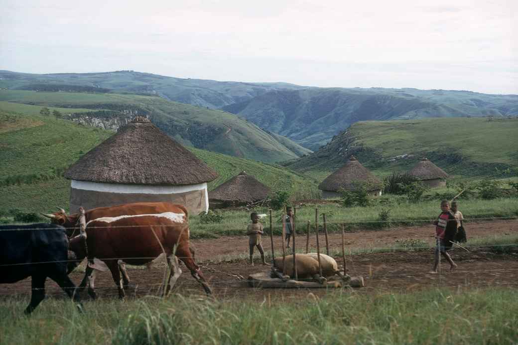 Cattle pulling a sledge, Pondoland