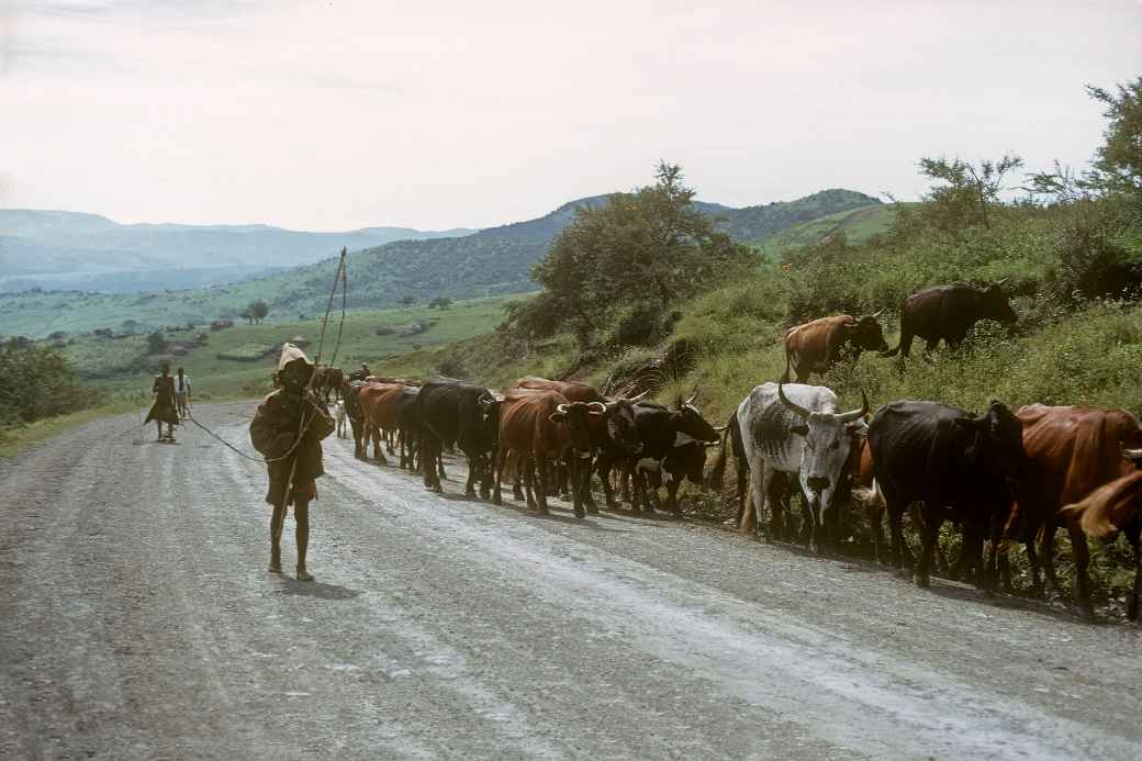 Herding cattle on the road