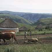 Cattle pulling a sledge, Pondoland