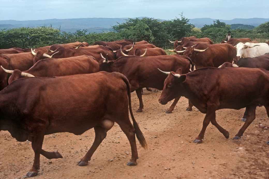 Cattle on the road