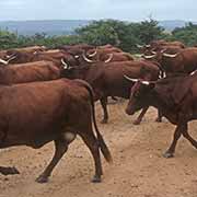 Cattle on the road