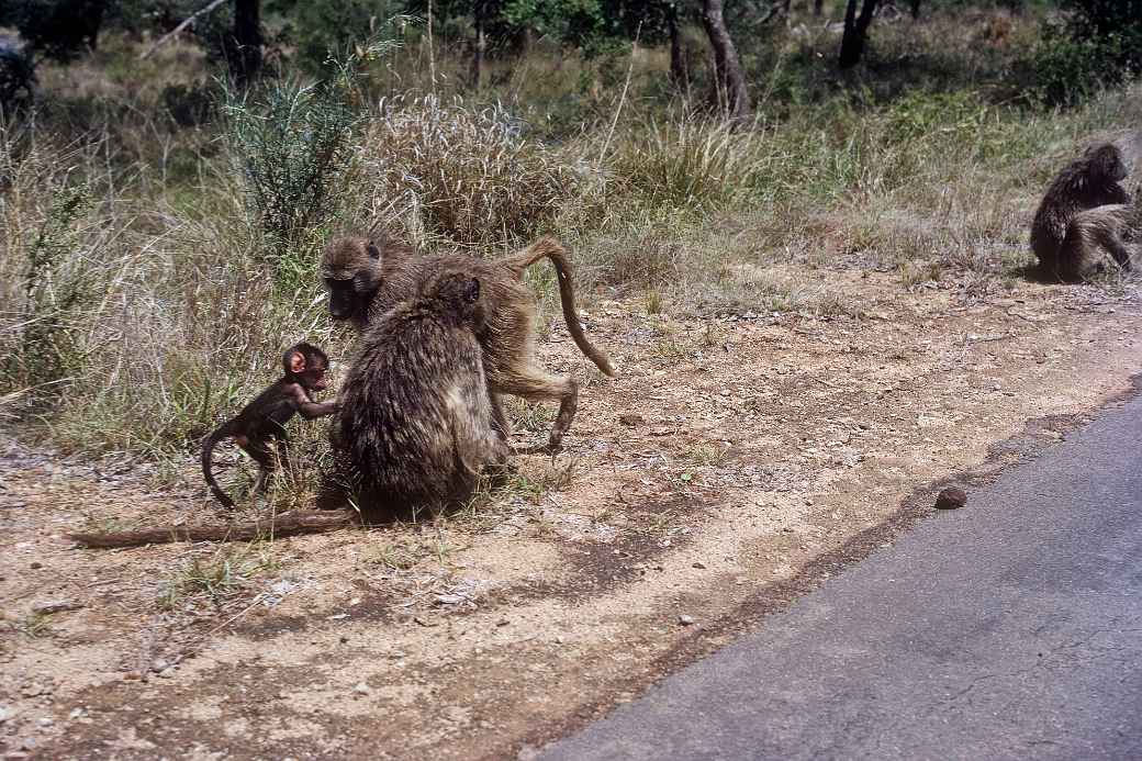 Baboon family, Kruger National Park