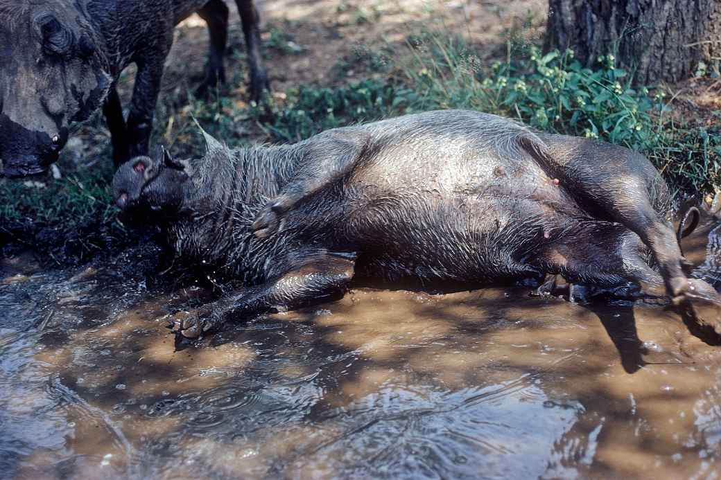 Warthog at Skukuza Rest Camp