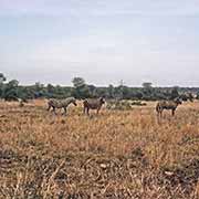 Zebras, Kruger National Park