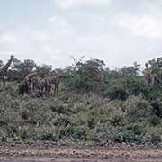 Giraffes, Kruger National Park