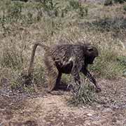 Baboon, Kruger National Park