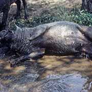 Warthog at Skukuza Rest Camp