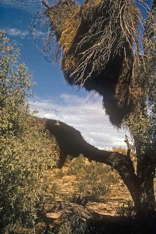 Sociable weaver bird nest