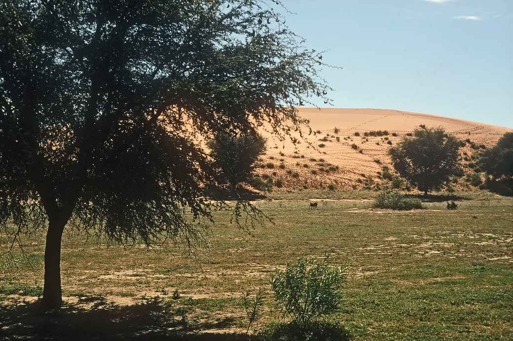 Kgalagadi Transfrontier Park