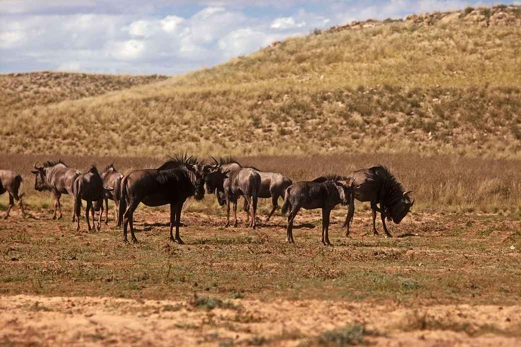 Gnu, Kalahari Gemsbok NP